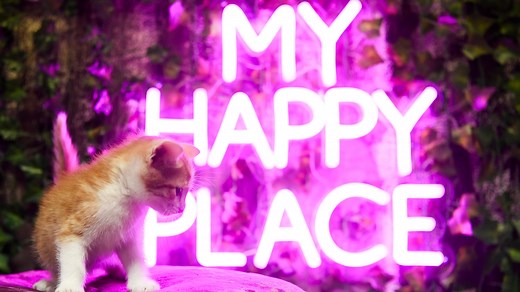 Scruffy's Cafe, Knoxville's first cat cafe, is a haven for adoptable cats and stressed humans