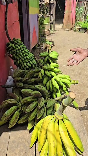 Banana harvest, lots of plantain and banana | Rasta Jackson