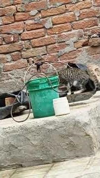 how to attacking cat vs mouse😳