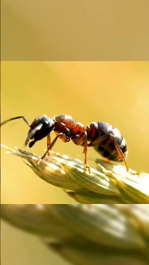 Ant Close Up A Stunning Macro Journey Into Nature’s Tiny Architect