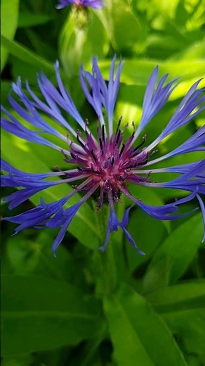Centaurea Montana (Perennial Cornflower)