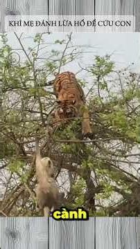 MOTHER MONKEY OUTSMARTS TIGER TO SAVE HER BABY