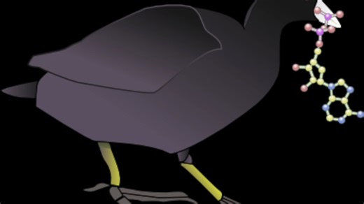 科研软件学习-结构生物学软件-COOT 02 鼠标的使用