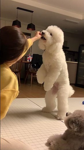 자이언트푸들 꽃분이