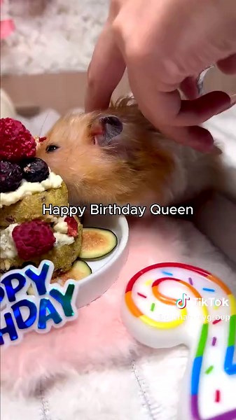 Hamster Birthday Celebration: Cake Day ❤️