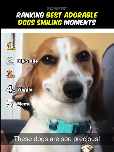 Top Smiling Moments of Dogs That Will Make You Laugh