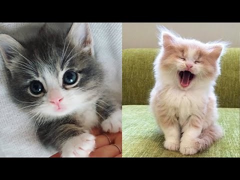 Baby Katten - Schattige en Grappige Kattenvideo'S Compilatie | Schattige Kittens in de Wereld
