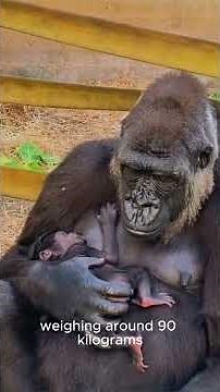 Did you know that gorillas are our closest living relatives? #information #news #stories #animals