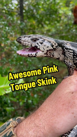 Discover the Fascinating Pink-Tongued Skink in Australian Wildlife