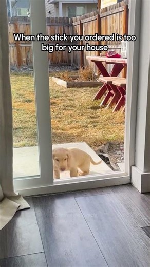 Dog Fails At Getting Giant Stick Through Door