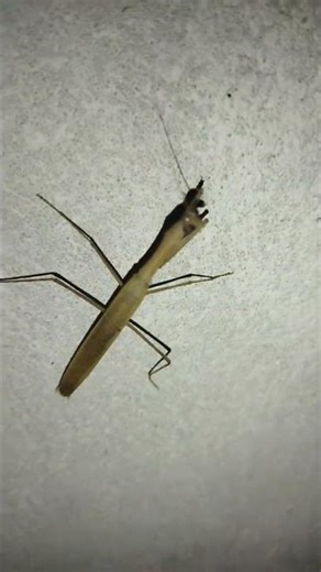 insect video | #insect #short #insectvideo |