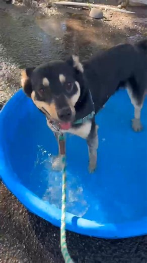 Who remembers Cya? Cya (kya) is a very shy girl we asked Canine Rehabilitation Center & Cat Sanctuary to take on, about 6 months ago. We are not too proud to admit, we have limits to what we can do and Cya was not thriving in our care. This dog right here, looks like a completely different dog, she looks relaxed and confident, and it makes our hearts happy to see this. Thank you Kristen Ivey , staff and trainers at CRCCS. Job well done. Go to CRCCS website to learn more about Cya. Canine Rehabil