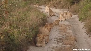 9K views · 858 reactions | Baby lions (cubs) are just the cuttest...