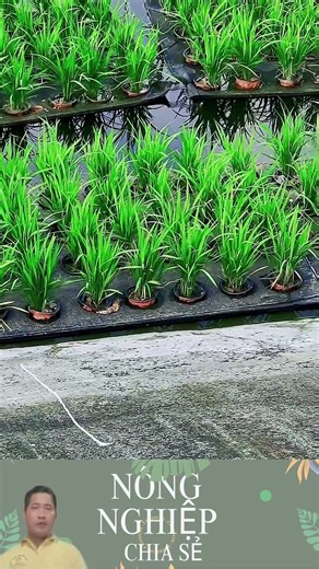 Growing Rice ON WATER While Raising Fish? The Future of Farming!