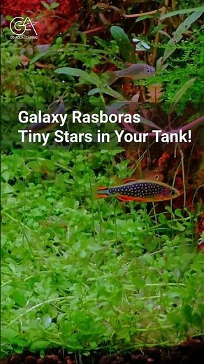 Galaxy Rasbora: The Nano Tank Jewel! #aquarium #aquascape #fish #plantedtank #natureaquarium
