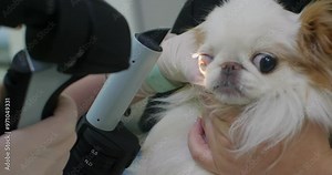 A veterinary ophthalmologist examines a dog's eye using a microscope. An ophthalmologist carefully examines a dog's eye through a slit lamp at a veterinary clinic.