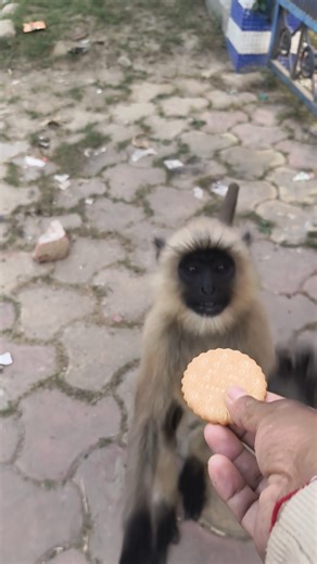 ❤️🐒 খুব সুন্দর ভাবে হাত থেকে বিস্কুট নিয়ে খাচ্ছে বিস্কুট খেতে খুব ভালোবাসে #jayhunuman #ytshorts