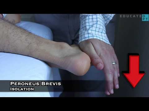 Subtalar Eversion MMT