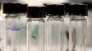 Former Panama City research group responsible for mosquito used in Jurassic Park film