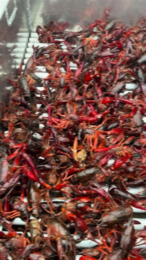Live Crawfish Sacks Available at Memphis Crawfish