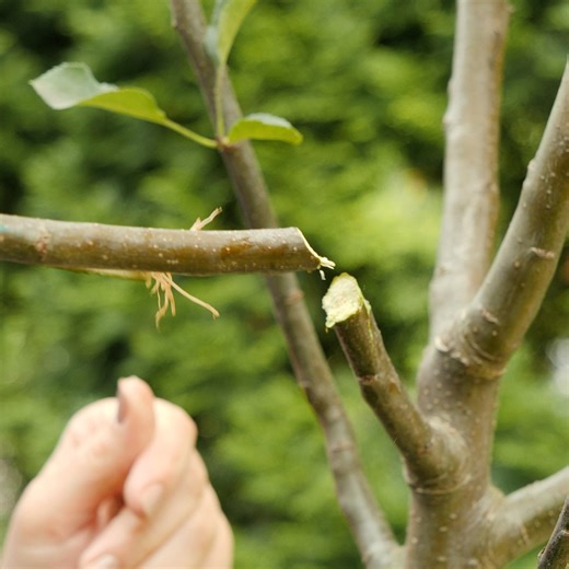 Growing Roots On The Tree! Thanks for watching! Please be aware that this video is for entertainment purposes only and techniques shown should not be attempted at home! | Earth Wonders