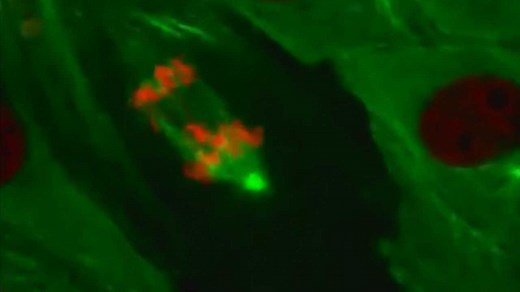 显微镜下看活细胞有丝分裂、微管、肌动蛋白丝、线粒体