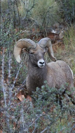 Big Horn Sheep in Colorado