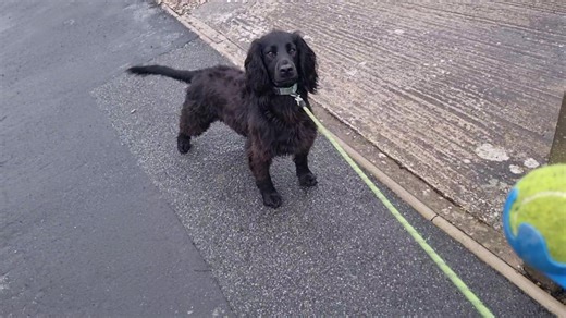 3.6K views · 120 reactions | Rain bever stops play fr Stanley and Pippa 漏漏漏漏 | Pet Services | Facebook