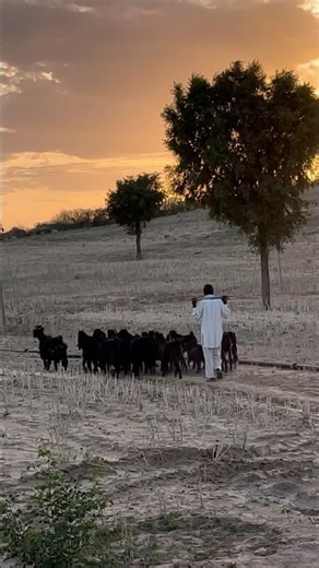 शाम का बकरी पालन 🥰🙏🏻 #nokha #bikaner #comedy #paanchu