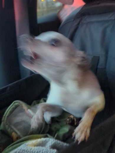 Join Sidward in a Fun Scream About Missing Sun