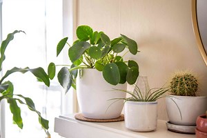 How to Grow and Care for Chinese Money Plant