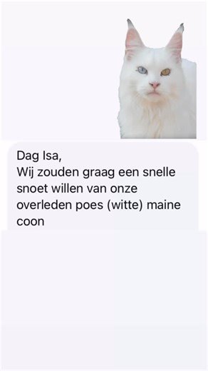 🤍 Snelle Snoet Witte - Maine Coon 💫 🤍 Een expressief portret ter ere van een prachtige poes met een unieke intense blik. Zo mooi en dankbaar dat deze lieveling mag blijven stralen bij familie Michiels - Coppens 🤍💚 💕 isa | Isapops