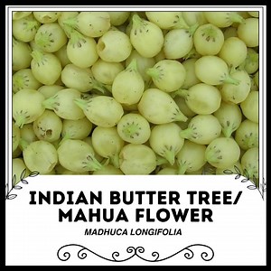 Buy Indian Butter Tree / Mahua Flower - Madhuca Longifolia - Rare Plants Seeds - Mahua Tree, Green-yellow, Mahua Flowering Tree, Honey Tree Online in India - Etsy