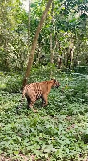 Honey Harvesting in Tropical Jungle with Wild Bees Nest and Smoke