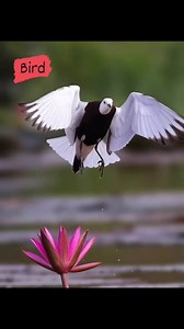 The bird in the image is a Pheasant-tailed jacana (Hydrophasianus chirurgus). P bird in the image is in breeding plumage, characterized by a chocolate-brown body, a white face and wings, a black crown, and a distinctive yellow neck patch. They have exceptionally long tail feathers during the breeding season. They possess extremely long toes and claws, which allow them to walk on floating vegetation in shallow lakes and ponds. They are typically found in wetlands, lakes, and ponds with extensive