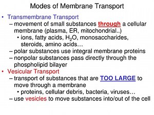 Modes of Membrane Transport - SlideServe