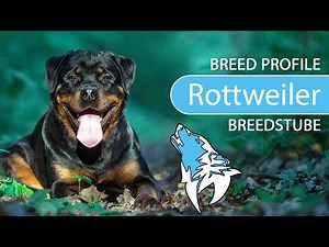 ► Rottweiler Breed Profile [2022] Temperament & Training