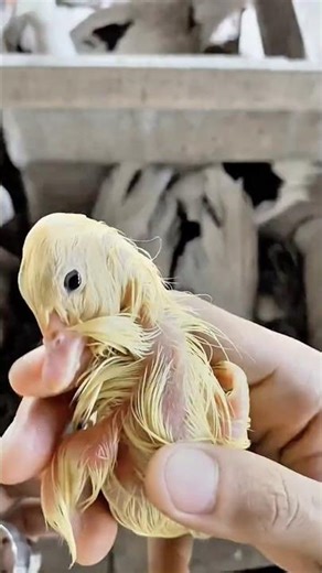 Manual Duck Egg Hatching: A Close Look at the Moment Life Begins