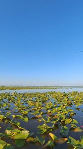 Mechanics of What We Do #fishing#lakekissimmee#panfishing#crappie#crappiefishing#shellcrackerEverlasting Slip BobberSWAMP STIXX Custom RodsK9 Fishing ProductsSlick Sticks Custom RodsInsta360 | Branden Scott