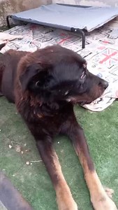 1K views · 156 reactions | Gli occhi delle anime anziane sono qualcosa di Meraviglioso.. Peccato che in tutti questi anni nessuno si sia innamorato di te .. Noi ti respiriamo ogni giorno e Farne a meno sarà davvero difficile Amore .. Oggi Vogliamo augurare una Buonanotte a tutti i pelosi anziani sparsi per il mondo .. e a chi ne ha salvato uno donandogli una Casa .. Lunga vita A voi ... | La zampa sul cuore Trani | Facebook