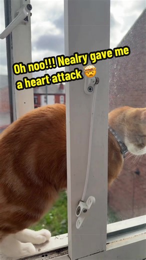 Accidentally left the window open 😭 Had to trust the process of bribing him #orangecat #cattok #cat #fyp #viral