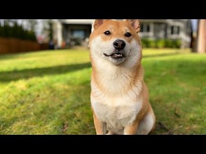 A Complete Guide to Care for Your Shiba Inu
