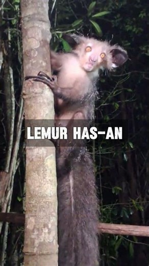 This Animal Hunts Using Its Finger 😳🐾 #trending #usa #usashorts #amazinganimals