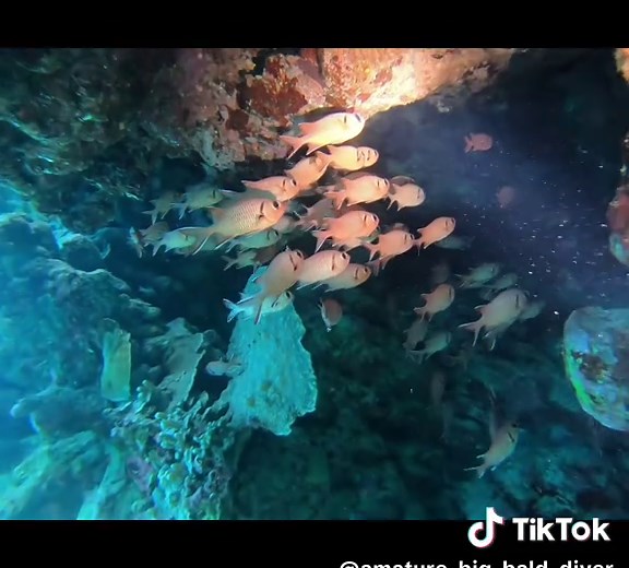 Scuba Diving: Experience Underwater Peace and Serenity