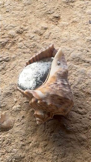 Snail shell gets destroyed by molten aluminum and wow #shorts #satisfying #diy
