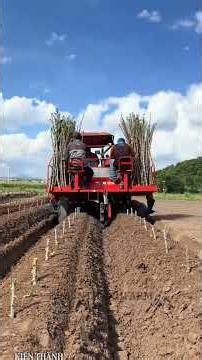 Vertical Cassava Planting Method