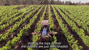 Here at #Montes, we have to trim our vines just the right amount to keep them from getting too much shade. Too much shade can create a very herbaceous wine, so we use a technique called "topping" to make sure the wines are protected, but not hidden from the sun. | Montes Wines USA