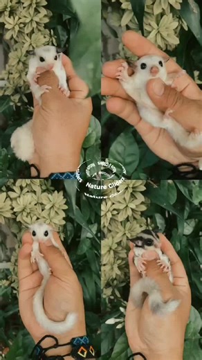 Adopt Baby Sugar Gliders Today!