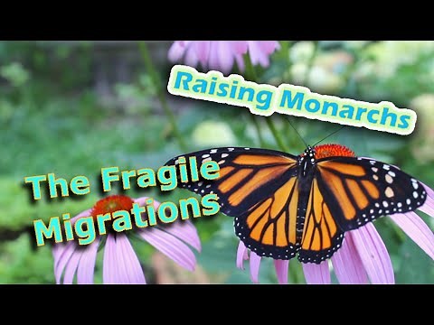 Raising Monarchs - The Fragile Migrations (Help The Monarch Butterfly)
