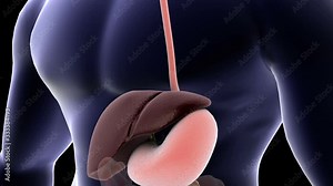 Biomedical animation showing human digestion.